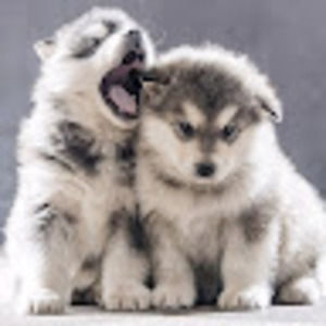 Meet your Posher, Ashli-kay